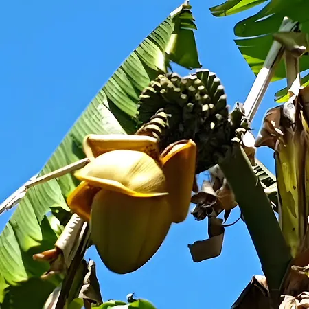 Дом отдыха Azur Toulouse Sud *