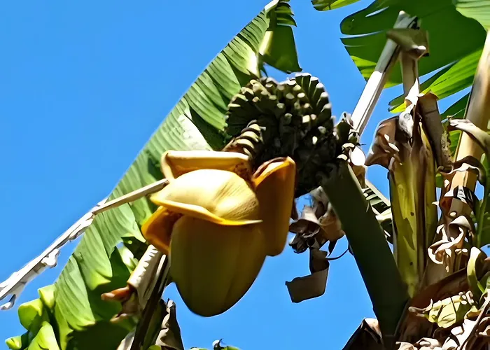 Dom wakacyjny Azur Toulouse Sud *